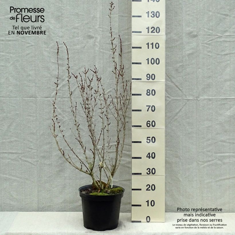 Exemplaar van Forsythia Mindor - Chinees klokje Pot van 7,5 l/10 l zoals geleverd in de herfst