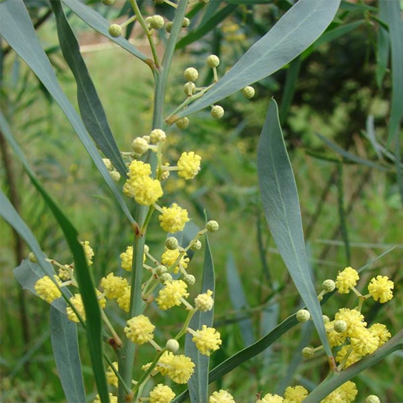 Acacia retinodes - Mimosa der vier seizoenen (Blad)