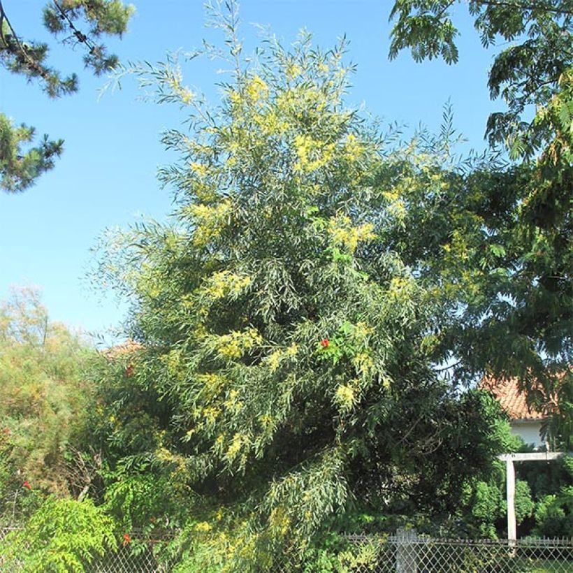 Acacia retinodes - Mimosa der vier seizoenen (Groeiplaats)