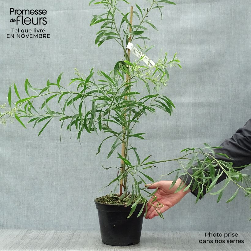 Exemplaar van Acacia retinodes Lisette - Mimosa der vier seizoenen Pot van 2 l/3 l zoals geleverd in de herfst
