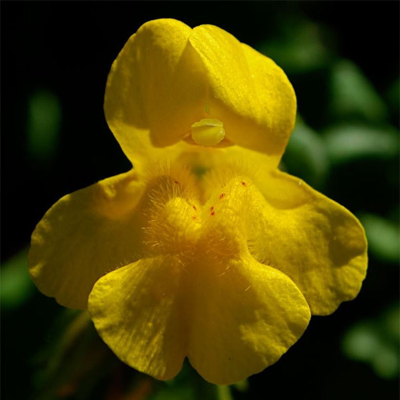 Mimulus tilingii - Maskerbloem (Bloei)