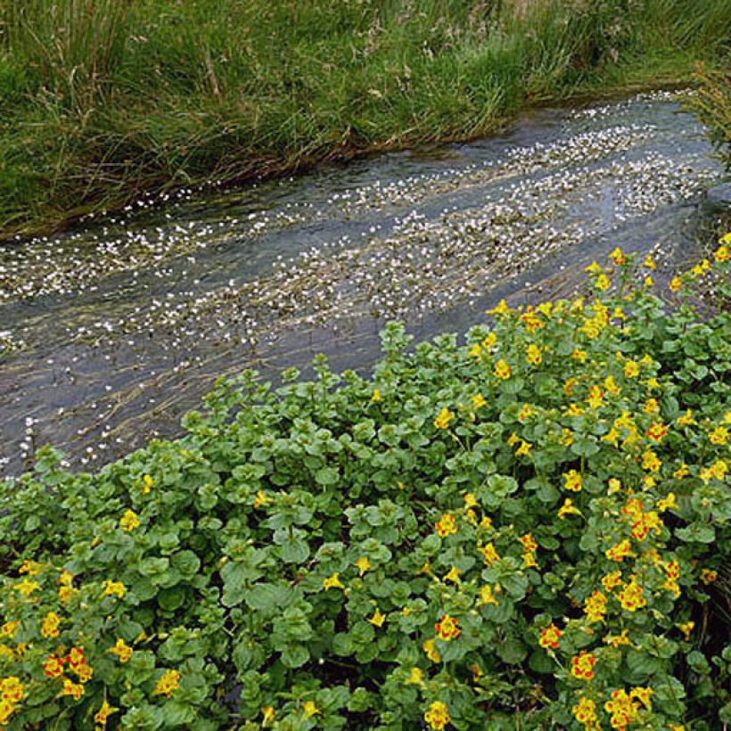 Mimulus luteus - Gele maskerbloem (Blad)