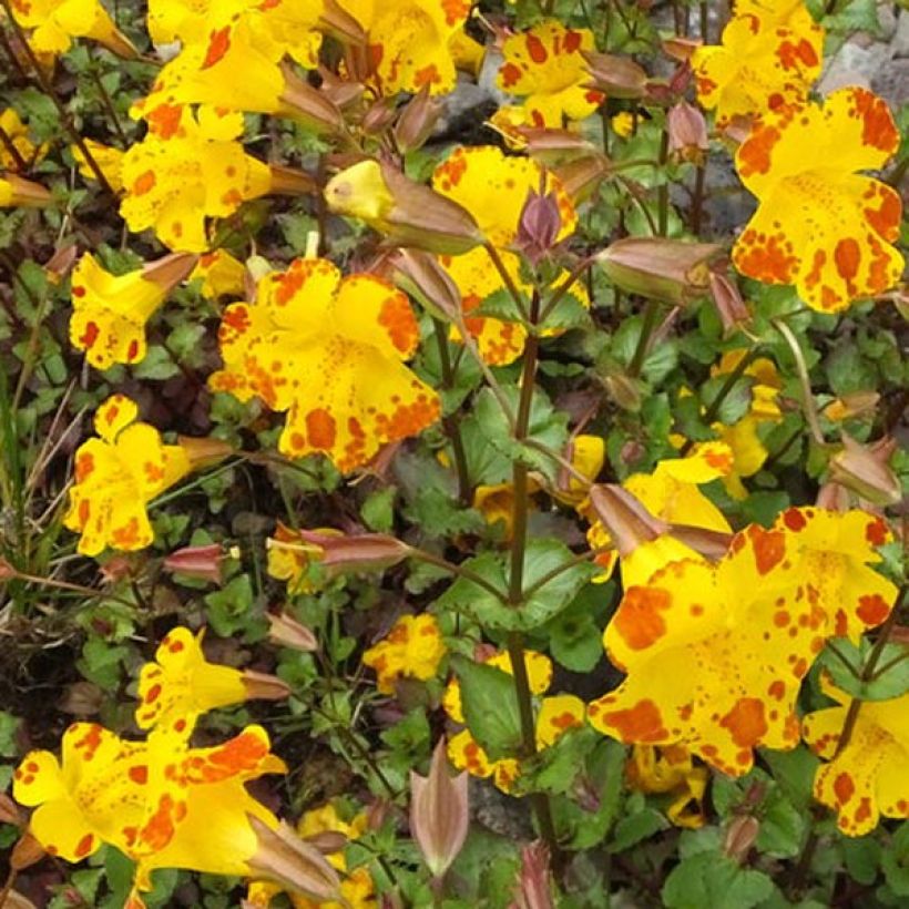 Mimulus luteus - Gele maskerbloem (Bloei)