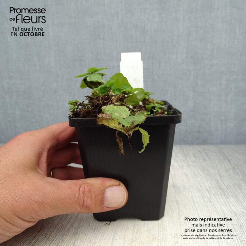 Exemplaar van Mimulus luteus - Gele maskerbloem Kweekpotje van 8/9 cm zoals geleverd in de herfst