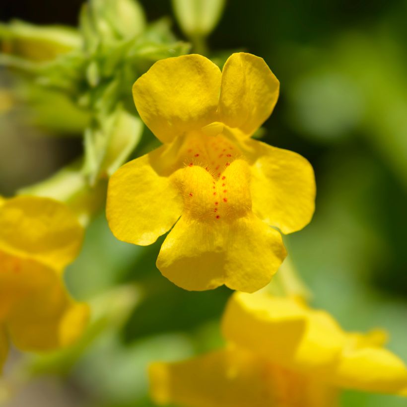 Mimulus luteus - Gele maskerbloem (Bloei)