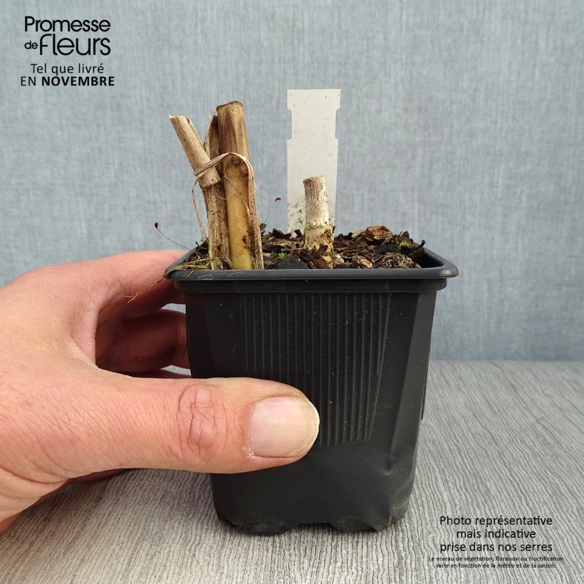 Exemplaar van Miscanthus giganteus - Prachtriet Kweekpotje van 8/9 cm zoals geleverd in de herfst