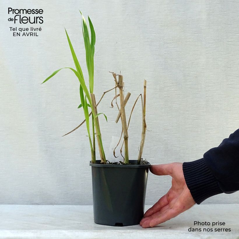 Example of Miscanthus giganteus - Prachtriet Pot van 2 l/3 l as you get in printemps