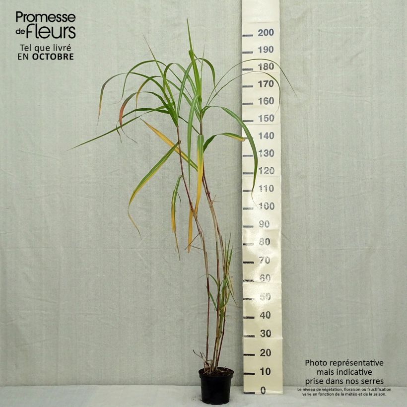 Exemplaar van Miscanthus giganteus - Prachtriet Pot van 2 l/3 l zoals geleverd in de herfst
