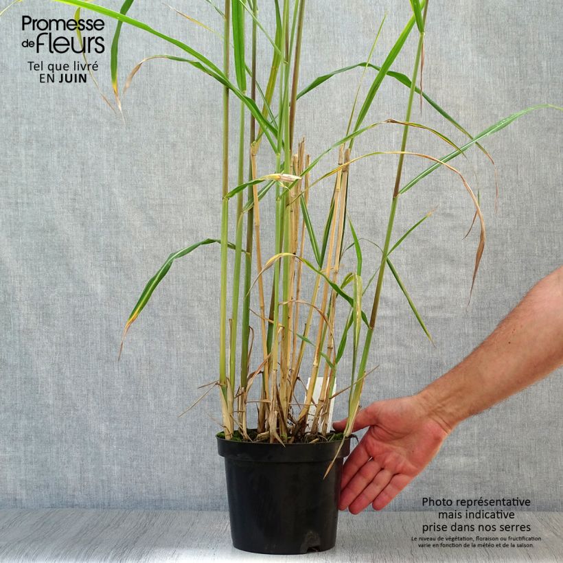 Exemplaar van Miscanthus giganteus - Prachtriet Pot van 2 l/3 l zoals geleverd in de zomer