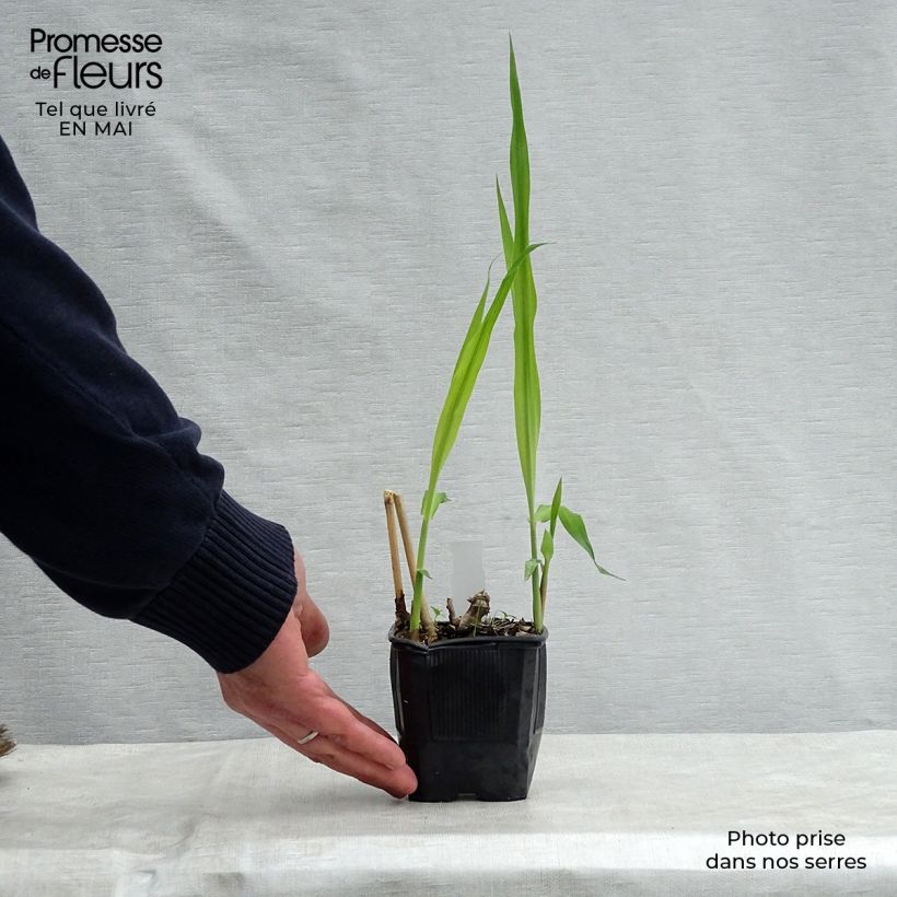 Example of Miscanthus giganteus - Prachtriet Kweekpotje van 8/9 cm as you get in printemps