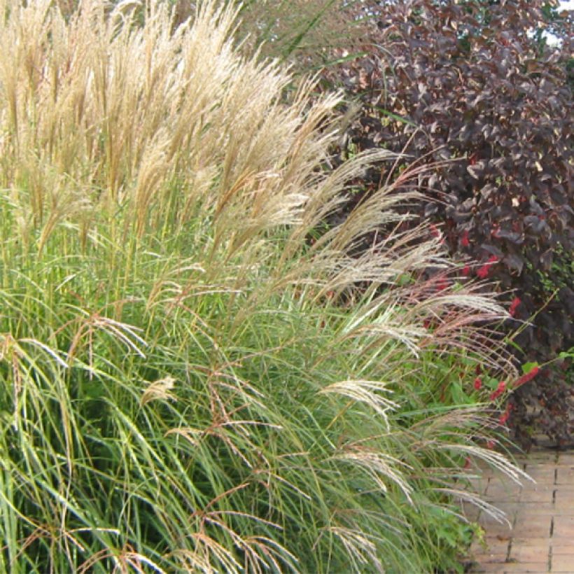 Miscanthus sinensis Yaku-Jima - Prachtriet (Bloei)