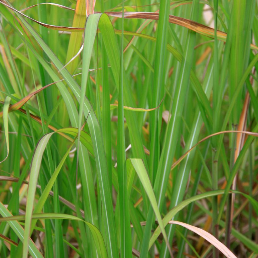 Miscanthus floridulus - Prachtriet (Foliage)