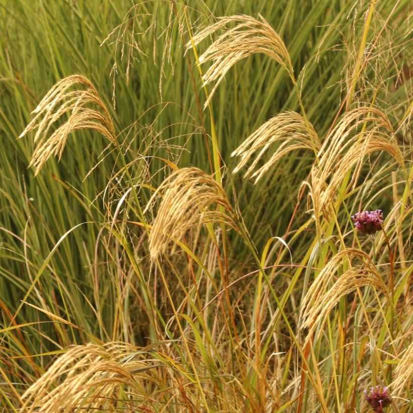 Miscanthus nepalensis - Prachtriet (Bloei)