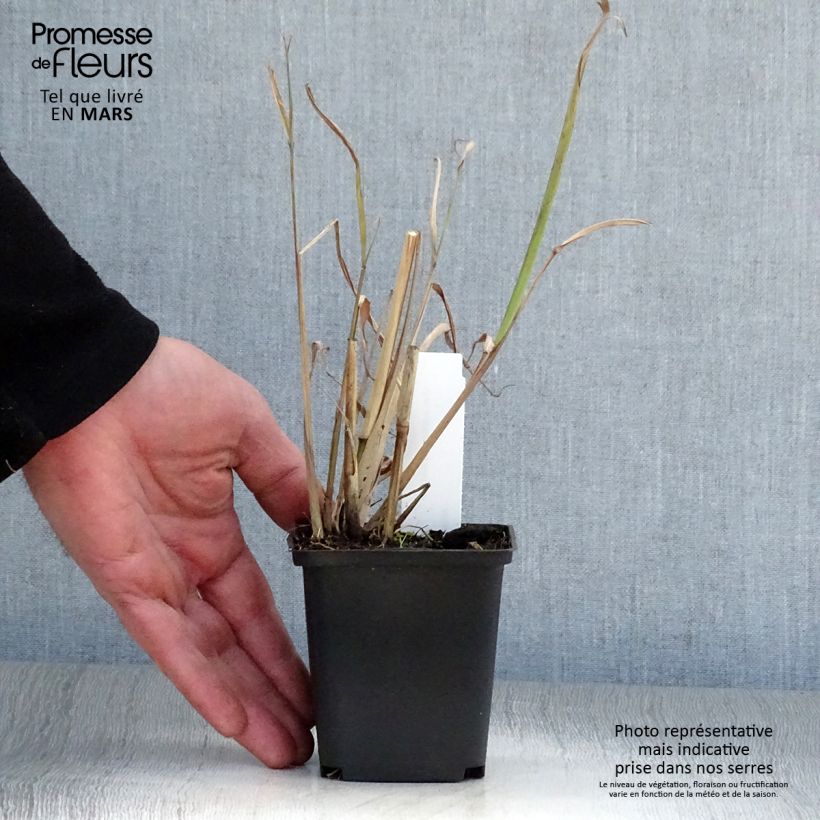 Exemplaar van Miscanthus nepalensis - Prachtriet Kweekpotje van 8/9 cm zoals geleverd in de lente