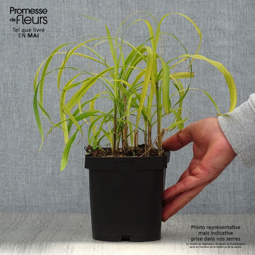 Example of Miscanthus sacchariflorus - Prachtriet Pot van 2 l/3 l as you get in printemps