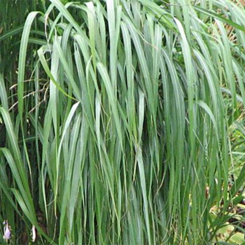 Miscanthus sacchariflorus - Prachtriet (Foliage)