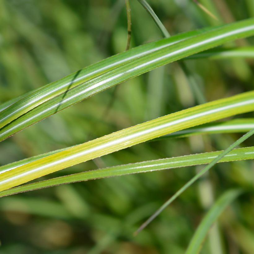 Miscanthus sinensis Adagio - Prachtriet (Blad)