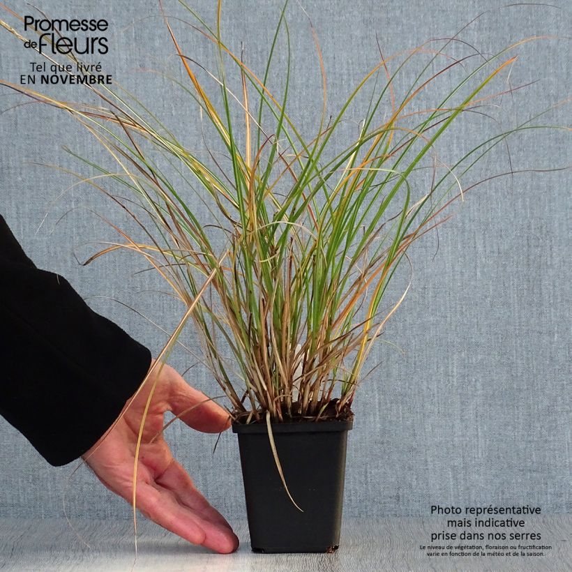 Exemplaar van Miscanthus sinensis Adagio - Prachtriet Kweekpotje van 8/9 cm zoals geleverd in de herfst