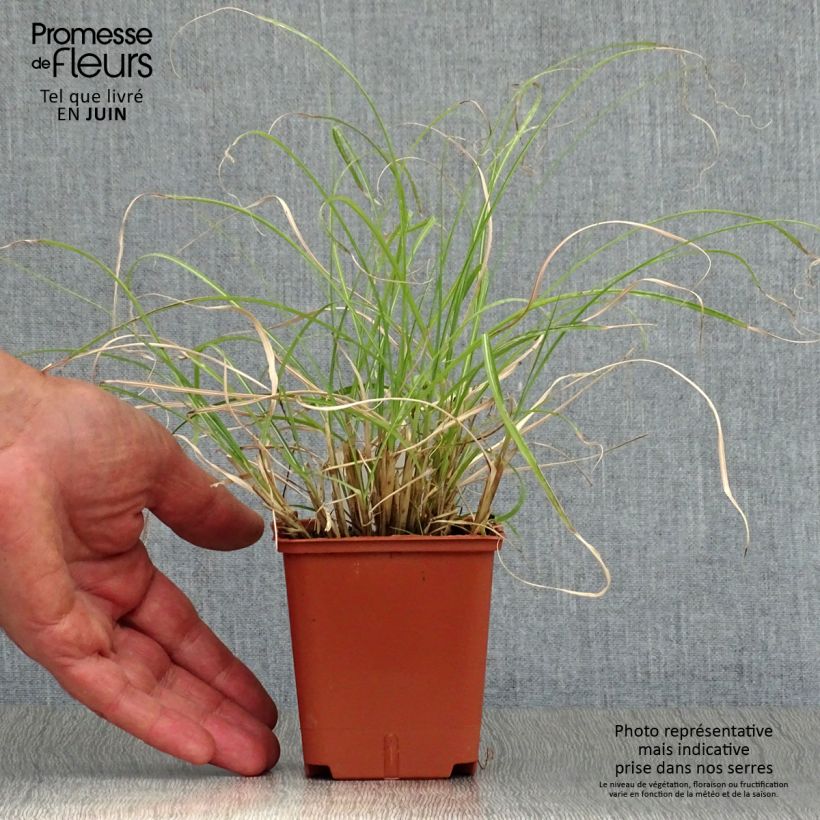 Exemplaar van Miscanthus sinensis Adagio - Prachtriet Kweekpotje van 8/9 cm zoals geleverd in de zomer
