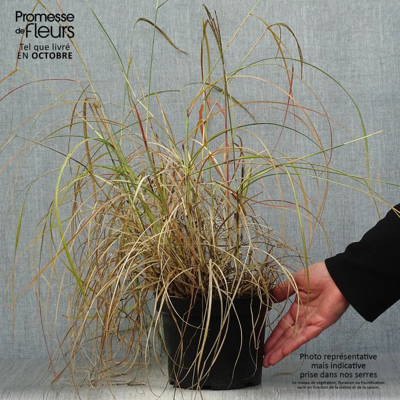Exemplaar van Miscanthus sinensis Adagio - Prachtriet Pot van 2 l/3 l zoals geleverd in de herfst