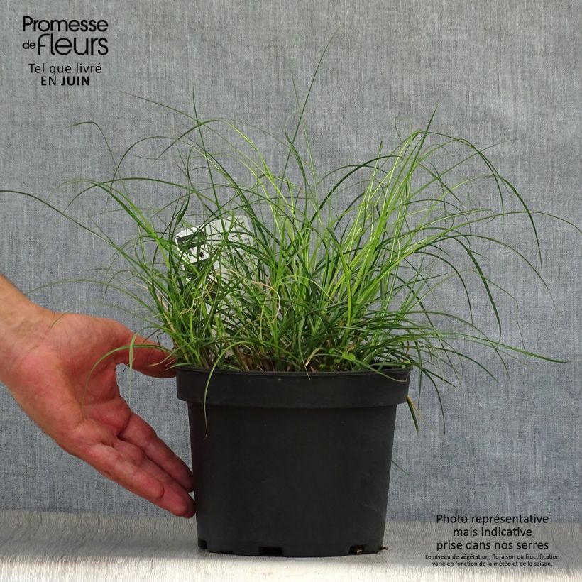 Exemplaar van Miscanthus sinensis Adagio - Prachtriet Pot van 2 l/3 l zoals geleverd in de zomer