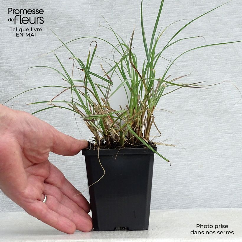 Exemplaar van Miscanthus sinensis Adagio - Prachtriet Kweekpotje van 8/9 cm zoals geleverd in de lente