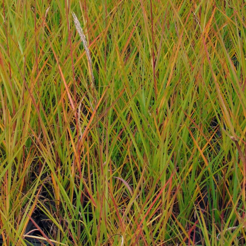 Miscanthus sinensis Afrika - Prachtriet (Blad)