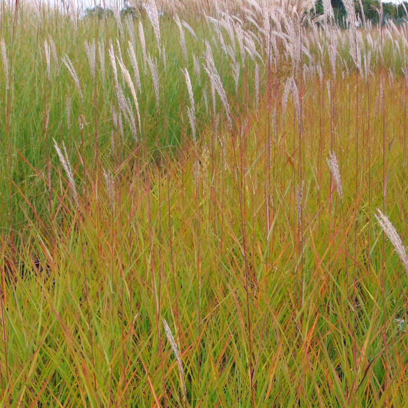 Miscanthus sinensis Afrika - Prachtriet (Groeiplaats)