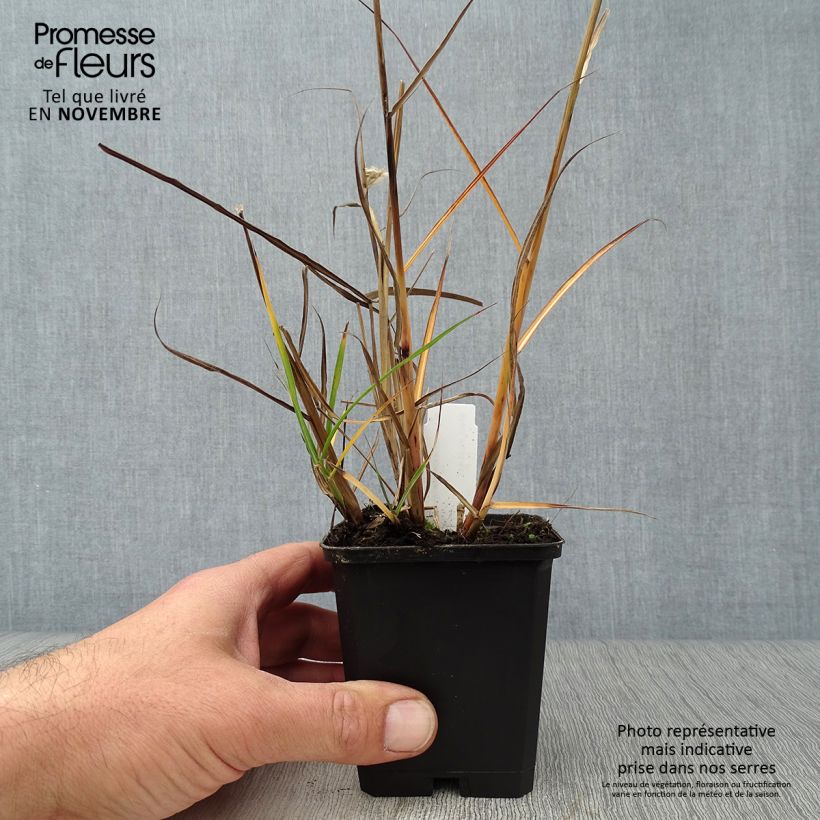 Exemplaar van Miscanthus sinensis Aperitiv - Prachtriet Kweekpotje van 8/9 cm zoals geleverd in de herfst