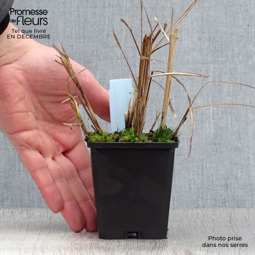 Example of Miscanthus sinensis Aperitiv - Prachtriet Kweekpotje van 8/9 cm as you get in hiver