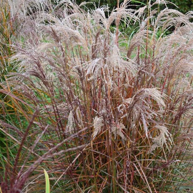 Miscanthus sinensis Aperitiv - Prachtriet (Plant habit)