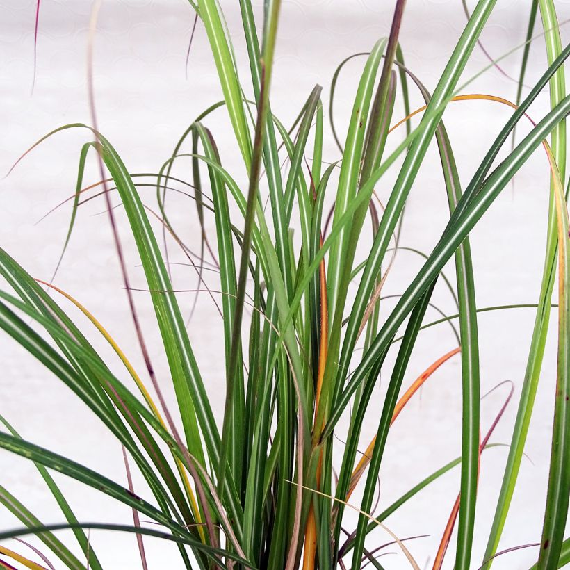 Miscanthus sinensis Arabesque - Prachtriet (Blad)