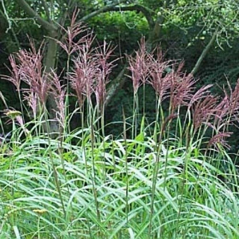Miscanthus sinensis August Feder - Prachtriet (Bloei)