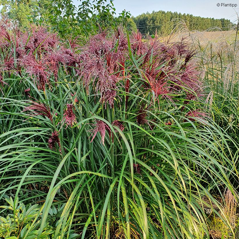 Miscanthus sinensis Boucle - Prachtriet (Groeiplaats)