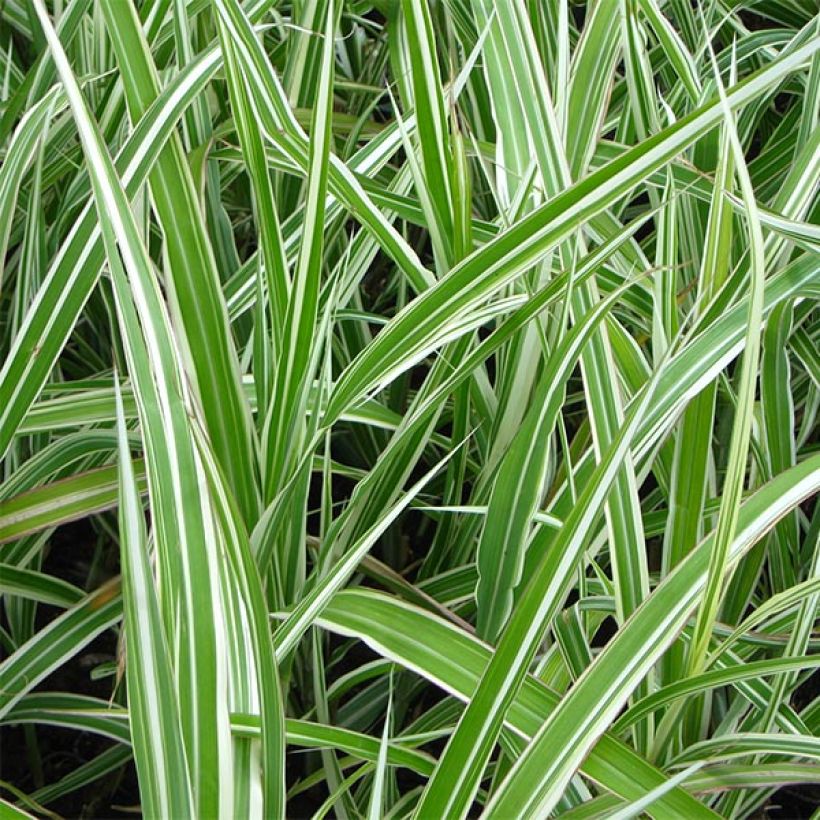 Miscanthus sinensis Cabaret - Prachtriet (Foliage)