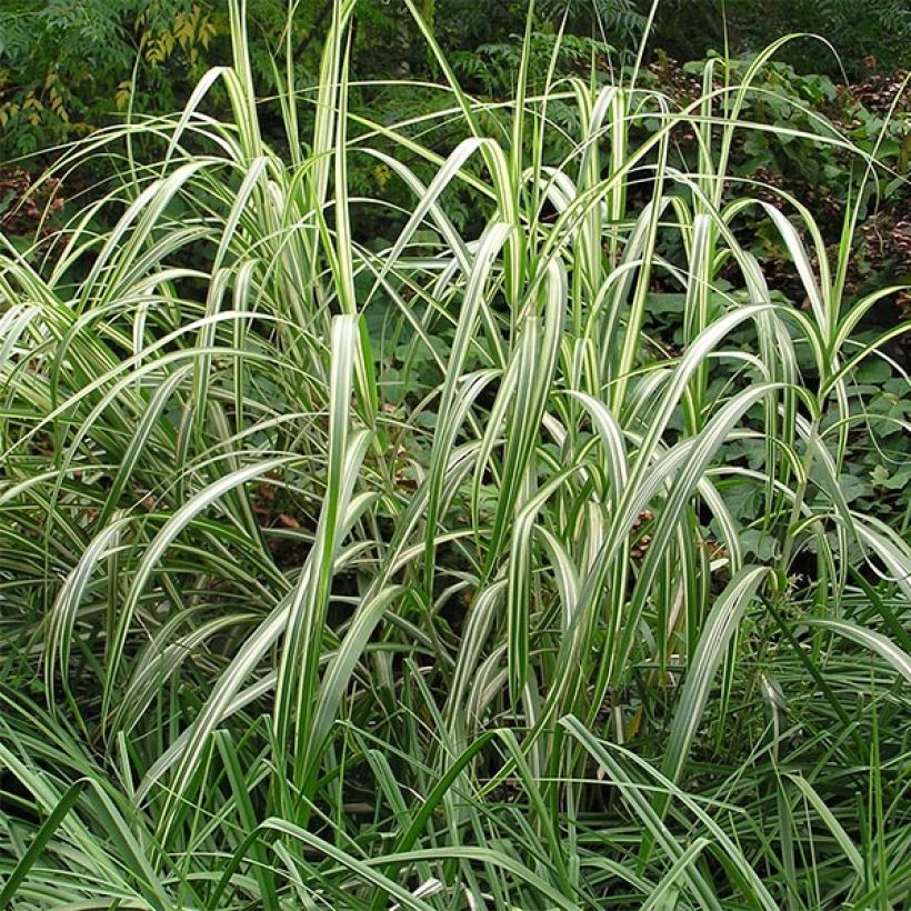 Miscanthus sinensis Cabaret - Prachtriet (Plant habit)