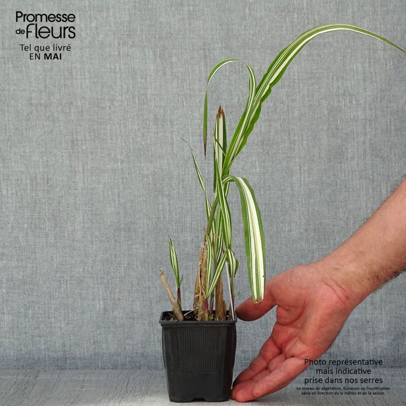 Example of Miscanthus sinensis Cabaret - Prachtriet Kweekpotje van 8/9 cm as you get in printemps