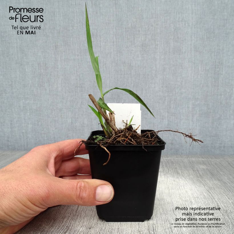 Exemplaar van Miscanthus sinensis China - Prachtriet Kweekpotje van 8/9 cm zoals geleverd in de lente