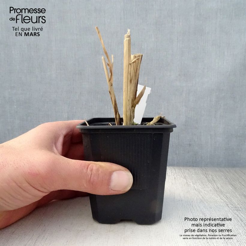 Example of Miscanthus sinensis Cosmopolitan - Prachtriet Kweekpotje van 8/9 cm as you get in printemps