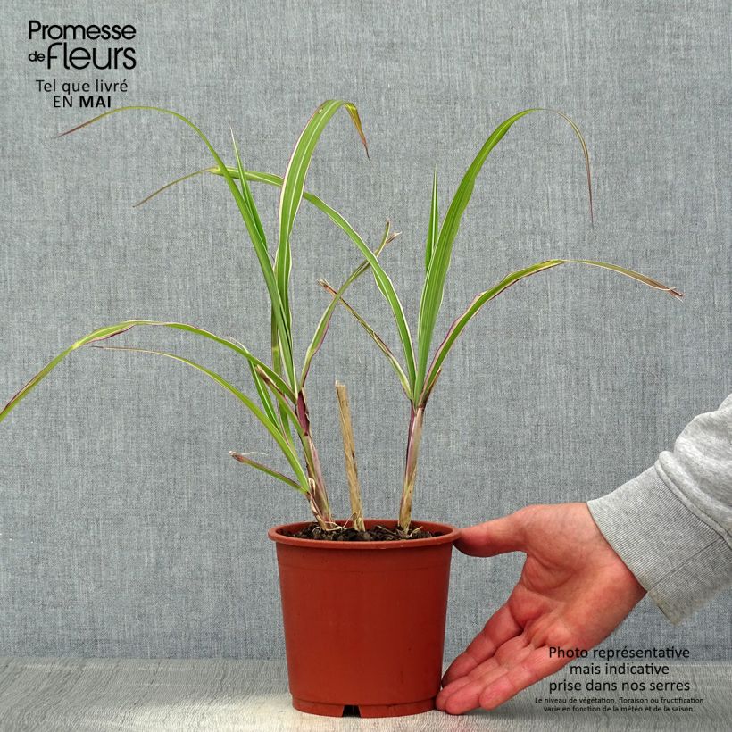 Exemplaar van Miscanthus sinensis Cosmopolitan - Prachtriet Pot van 1 l/1,5 l zoals geleverd in de lente