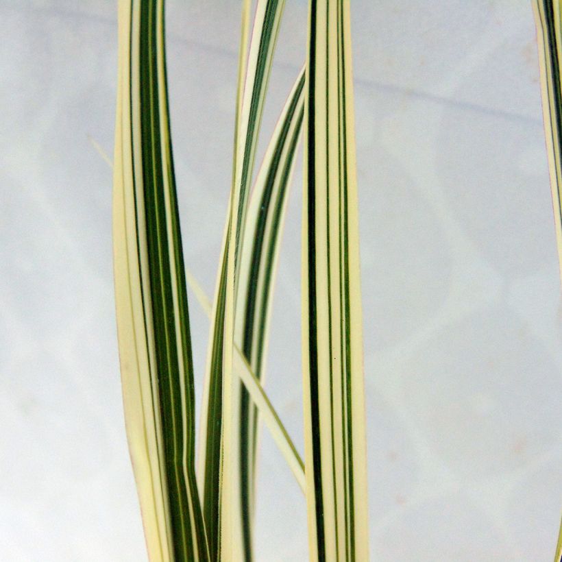 Miscanthus sinensis Cosmopolitan - Prachtriet (Foliage)