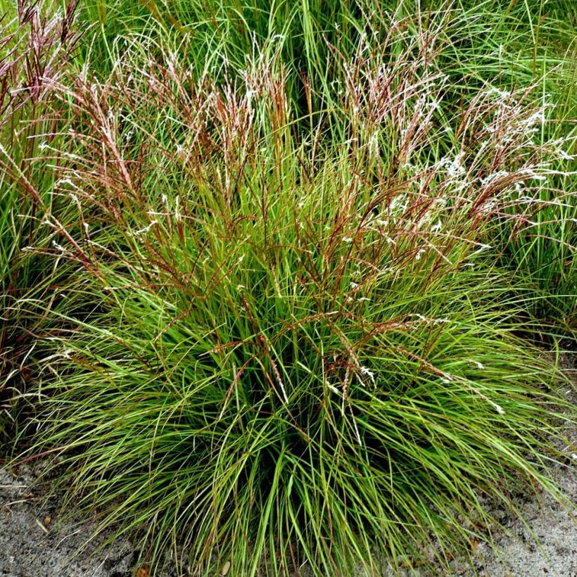 Miscanthus sinensis Cute One - Prachtriet (Groeiplaats)