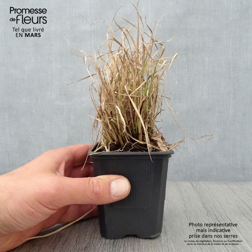 Exemplaar van Miscanthus sinensis Cute One - Prachtriet Kweekpotje van 8/9 cm zoals geleverd in de lente