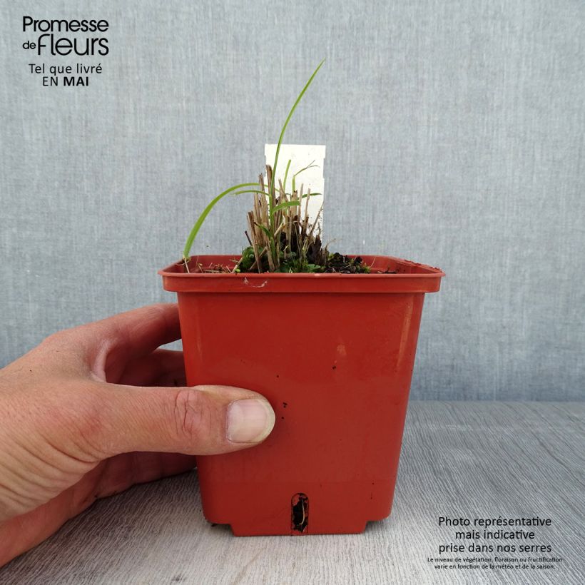 Exemplaar van Miscanthus sinensis Cute One - Prachtriet Pot van 1 l/1,5 l zoals geleverd in de lente