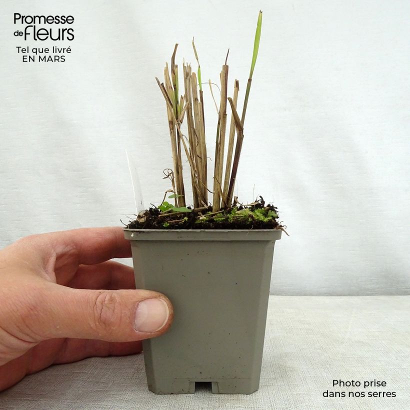 Exemplaar van Miscanthus sinensis Dronning Ingrid - Prachtriet Kweekpotje van 8/9 cm zoals geleverd in de lente