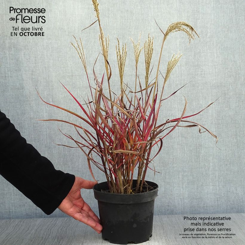 Exemplaar van Miscanthus sinensis Dronning Ingrid - Prachtriet Pot van 1,5 l/2 l zoals geleverd in de herfst