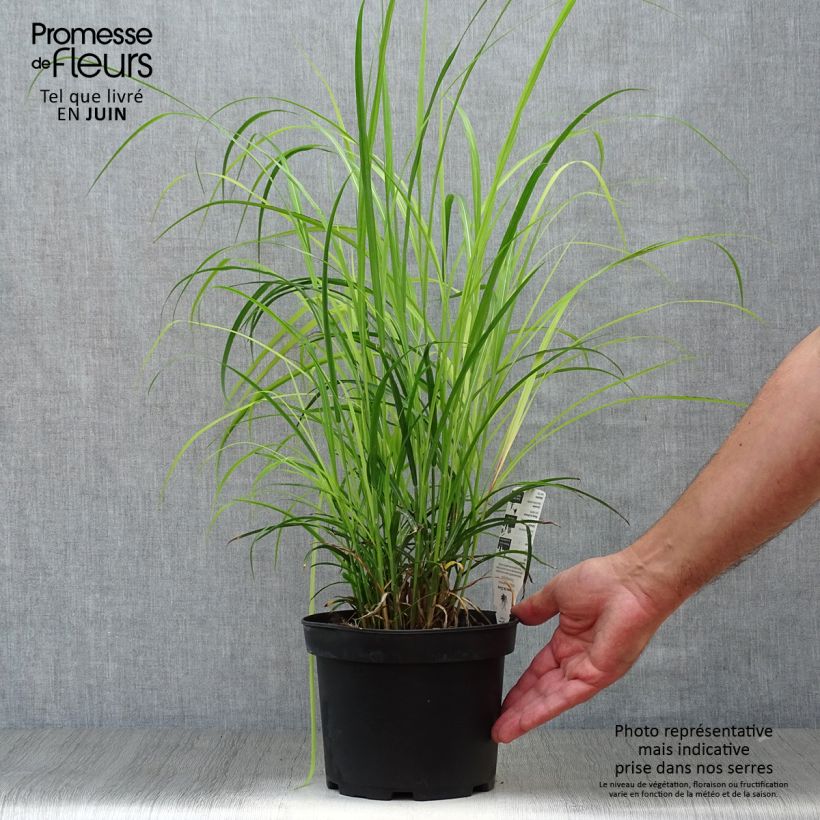Exemplaar van Miscanthus sinensis Dronning Ingrid - Prachtriet Pot van 1,5 l/2 l zoals geleverd in de zomer