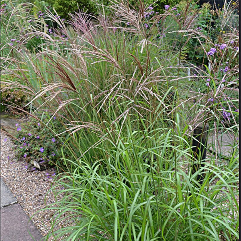 Miscanthus sinensis Emmanuel Lepage - Prachtriet (Bloei)