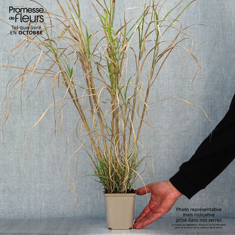 Exemplaar van Miscanthus sinensis Etincelle - Prachtriet Kweekpotje van 8/9 cm zoals geleverd in de herfst