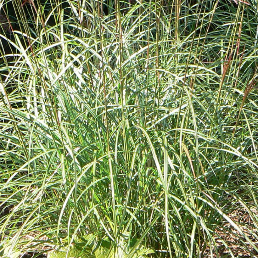 Miscanthus sinensis Ferner Osten - Prachtriet (Blad)